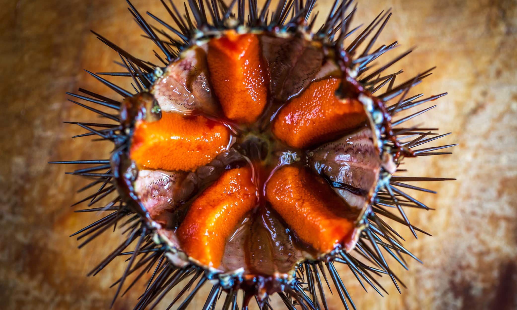 Fresh sea urchins are a local delicacy on the Costa Brava, especially in the towns of Palafrugell.