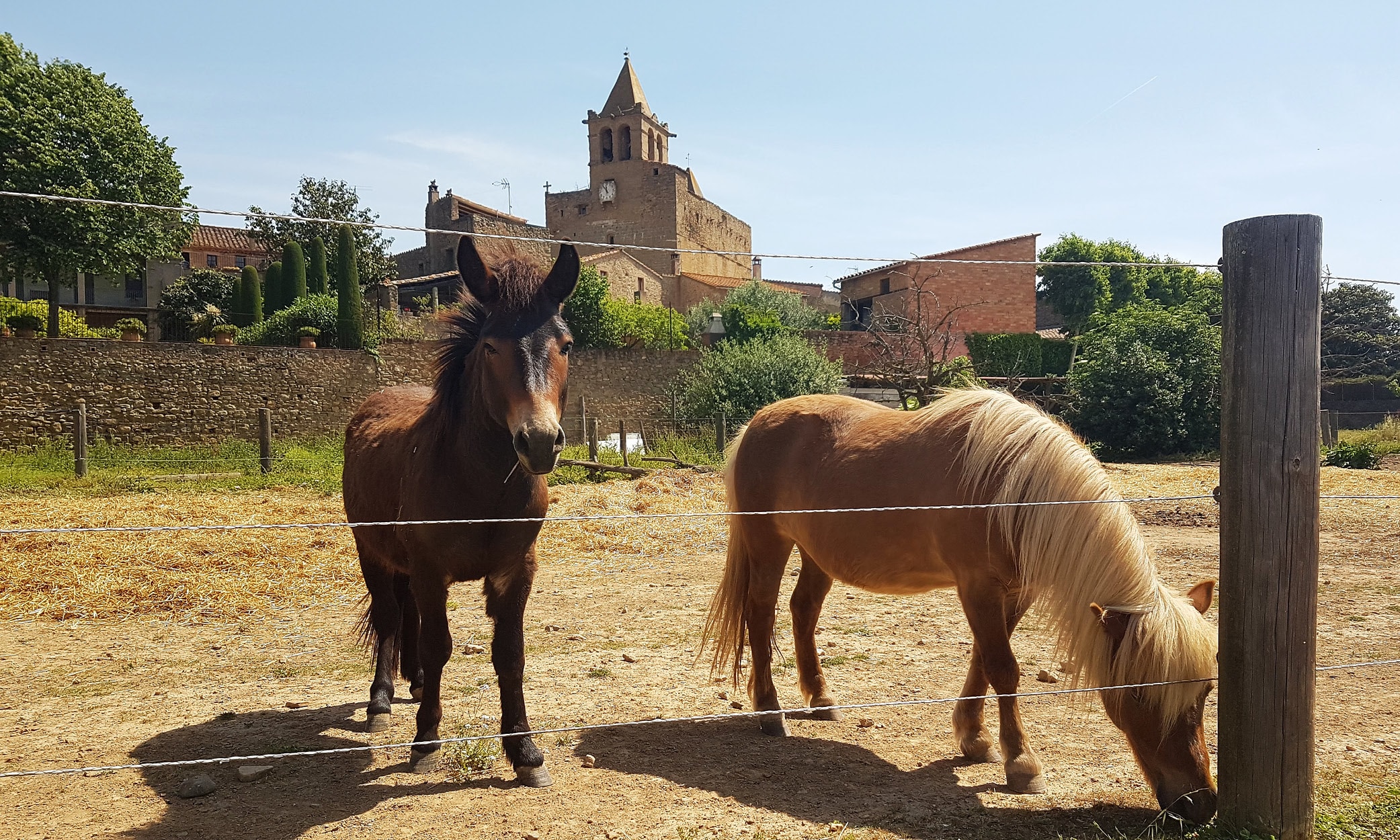 Some local “fauna” in the medieval village of Madremanya