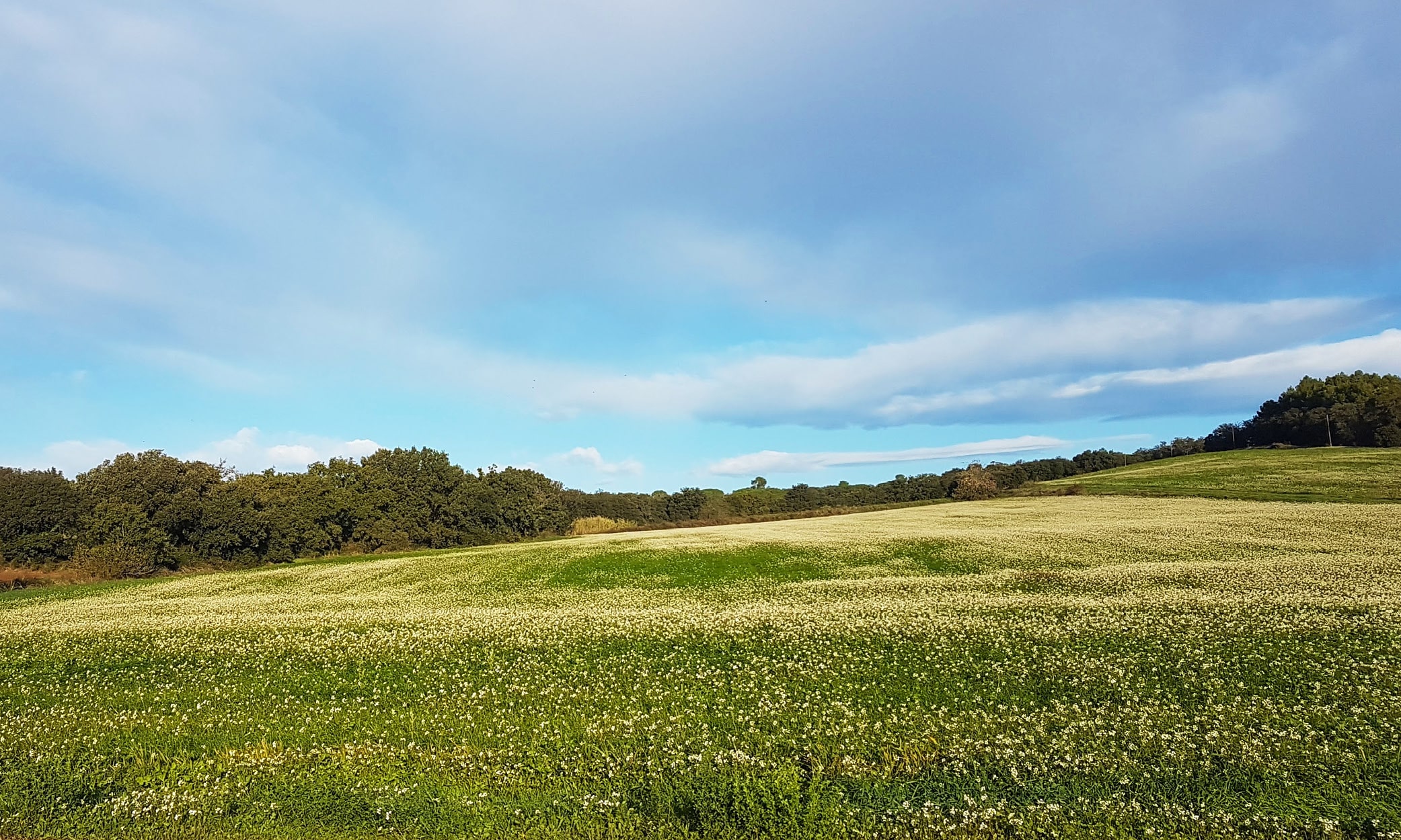 A beautiful Catalan meadow near Monells