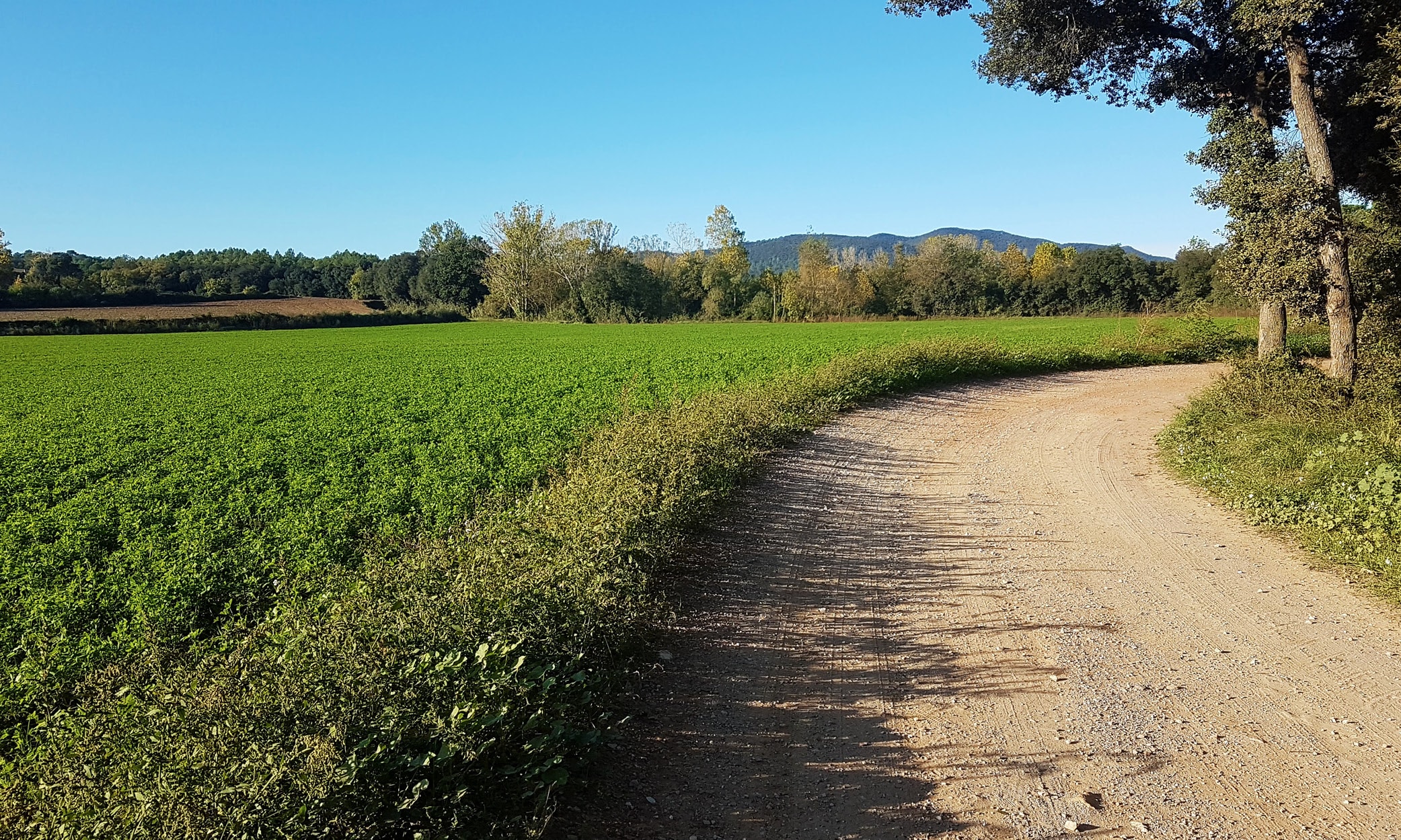 Fields of crops along the old road between Monells and St Sadurní