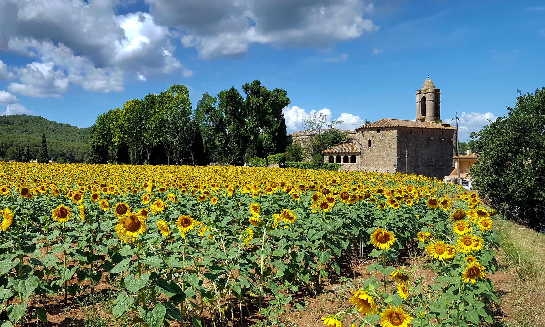 Field of sunflowers and the Museum “Castell Gala-Dalí” in Púbol