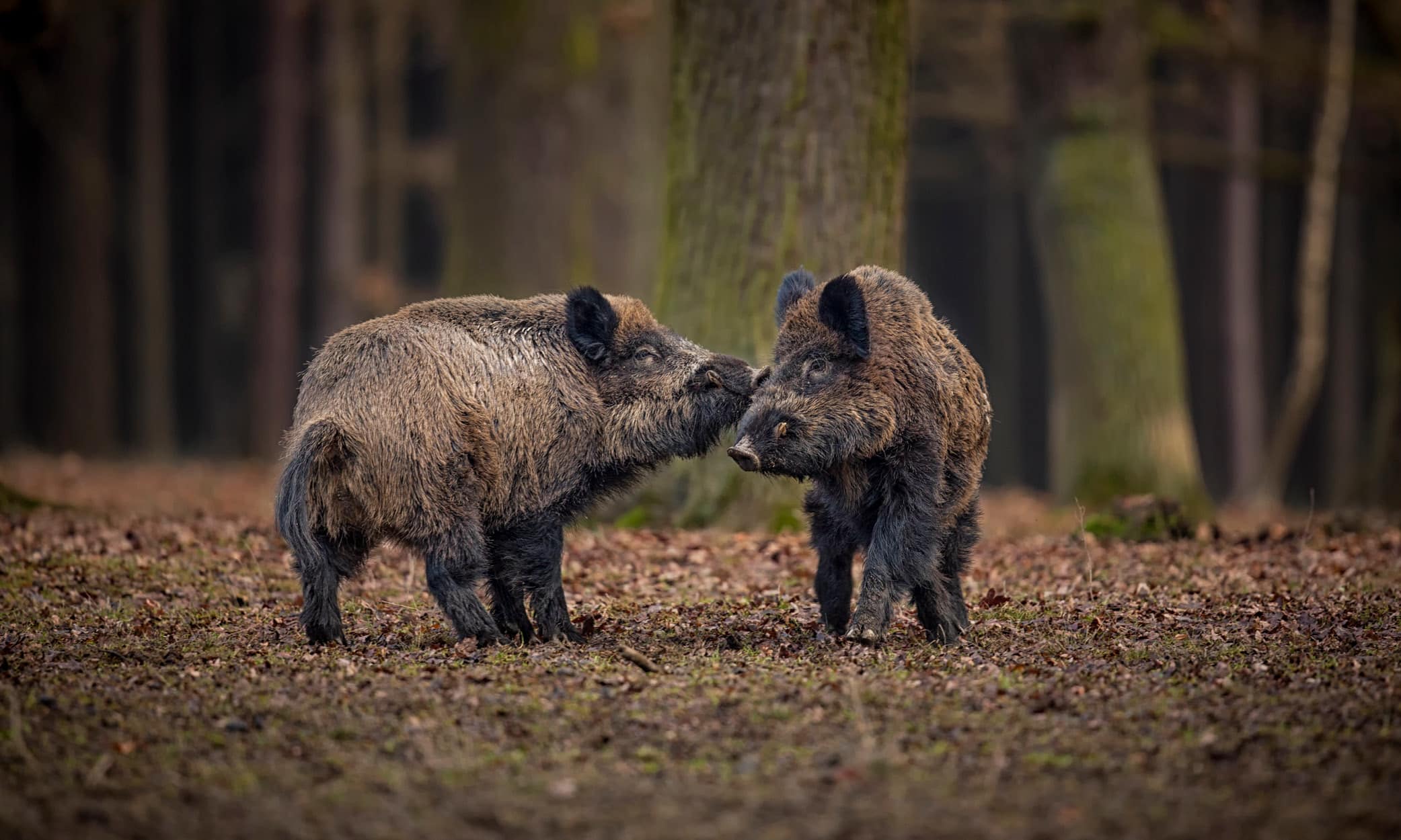 Wild boar: kinda cute, or delicious?