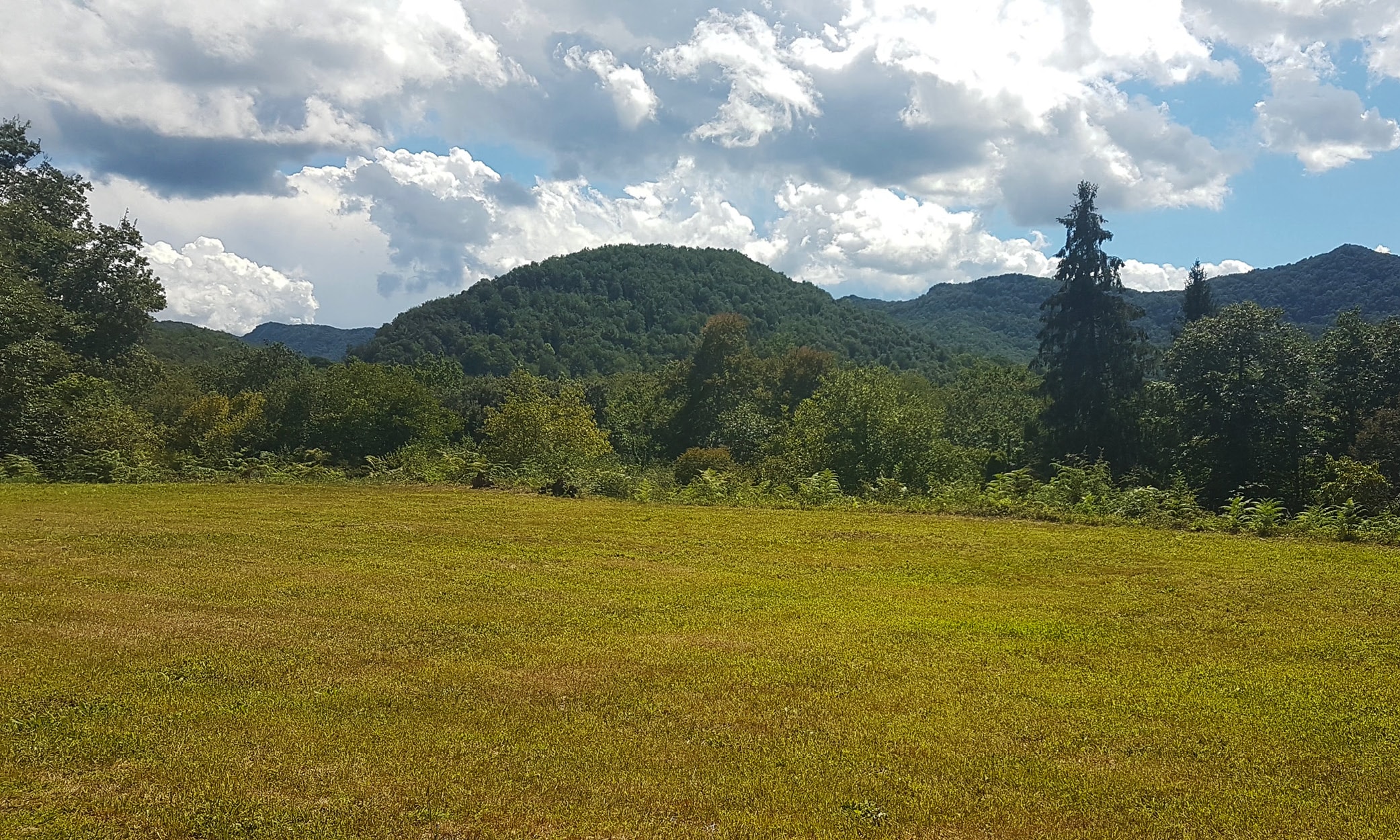 A lovely mountain meadow and some forested hills