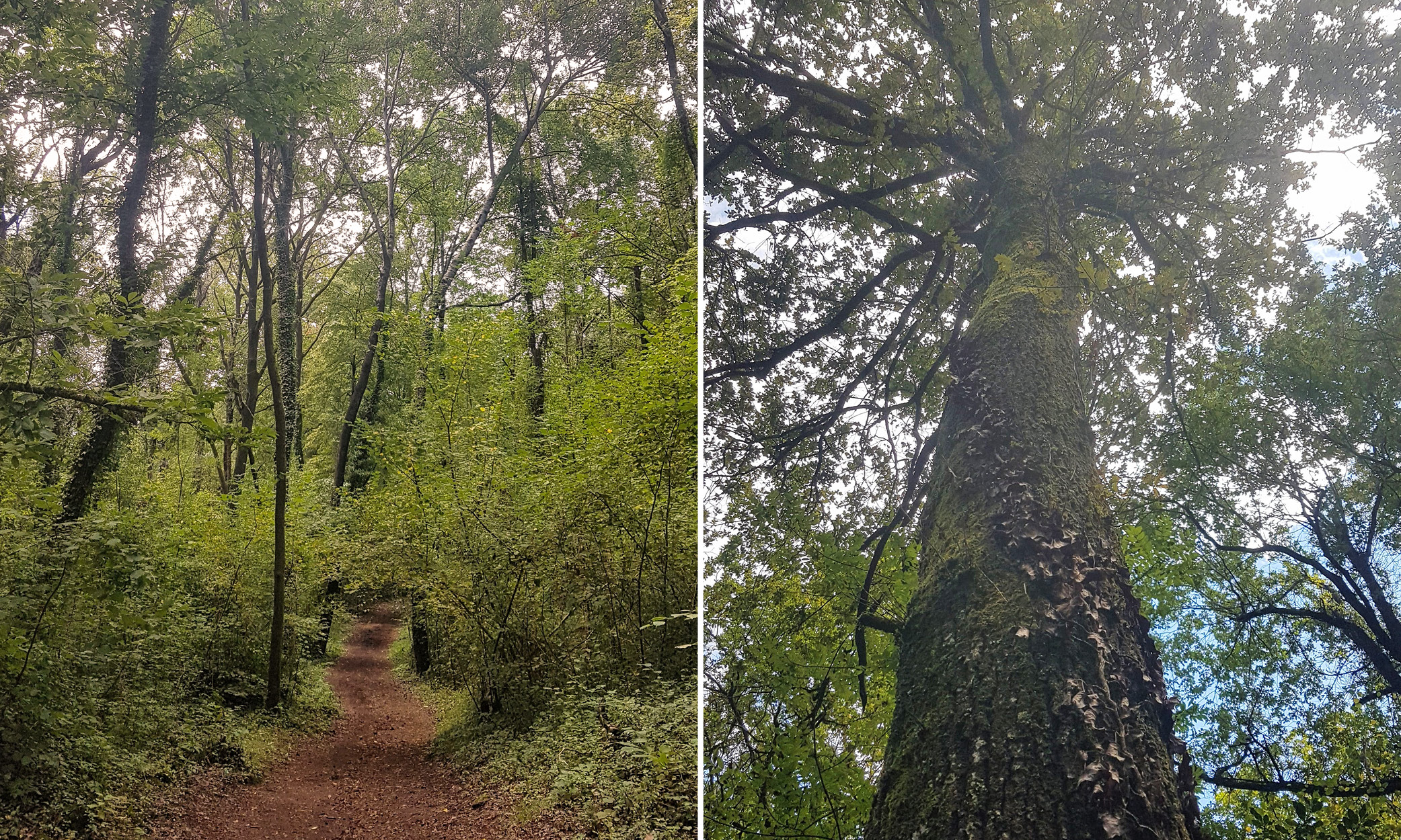 A walking trail in the forest of La Fageda d’en Jordà, with plenty of tree cover