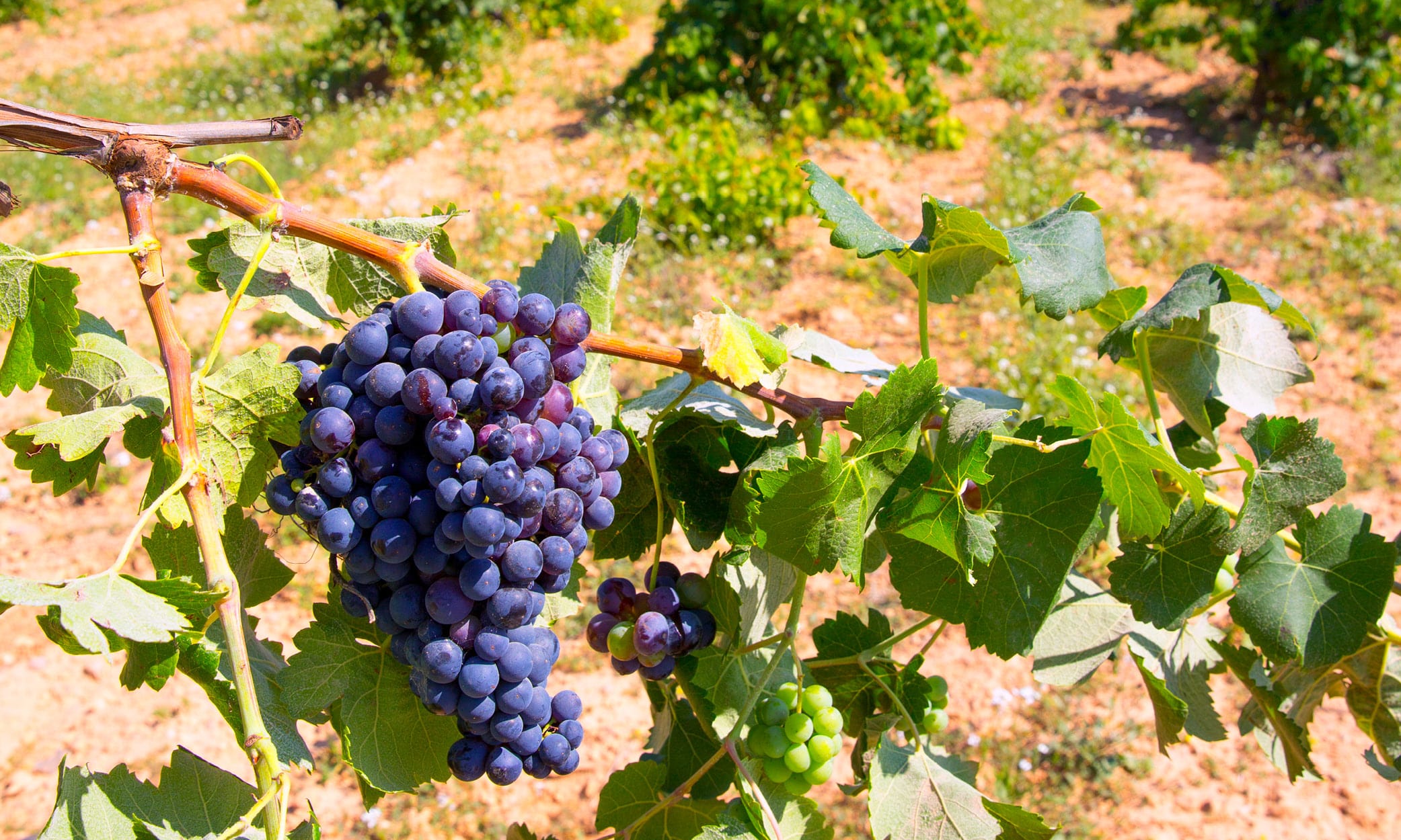 Bunches of grapes waiting to be turned into red wine