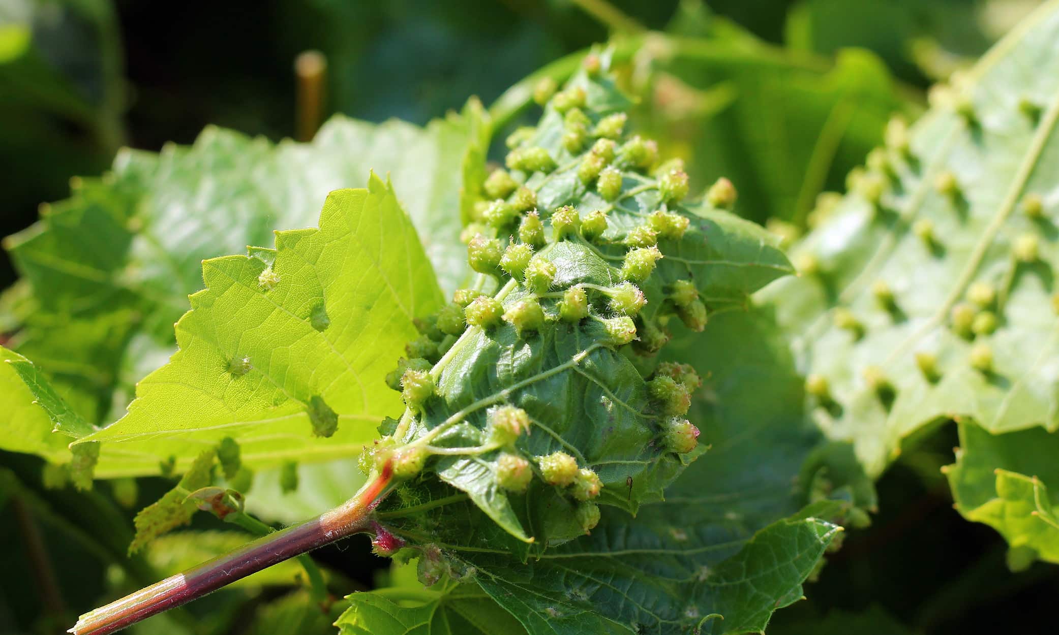 Phylloxera afflicting some vine leaves