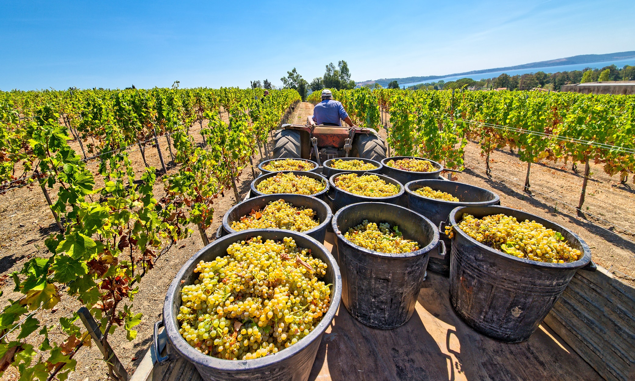 A vineyard during the grapes harvest