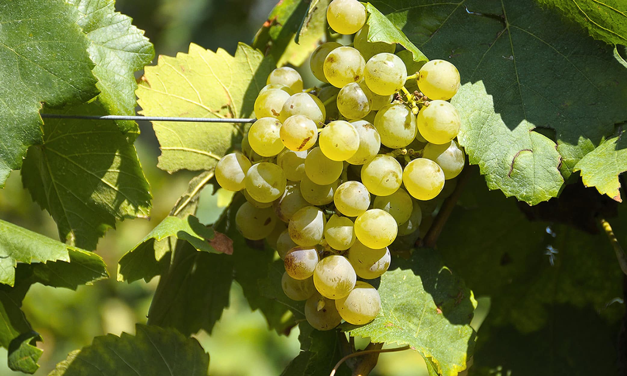 Xarel-lo is a light-skinned wine grape from Catalonia