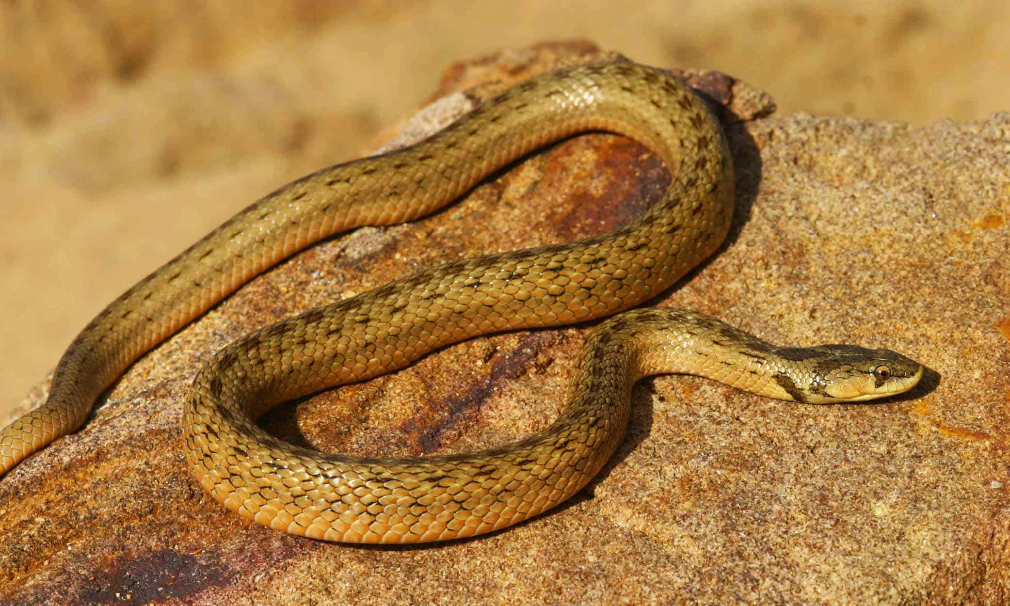 njoy costa brava dangerous animals in catalunya false smooth snake The False Smooth Snake is not aggressive. But whichever snake you see, just stay away!