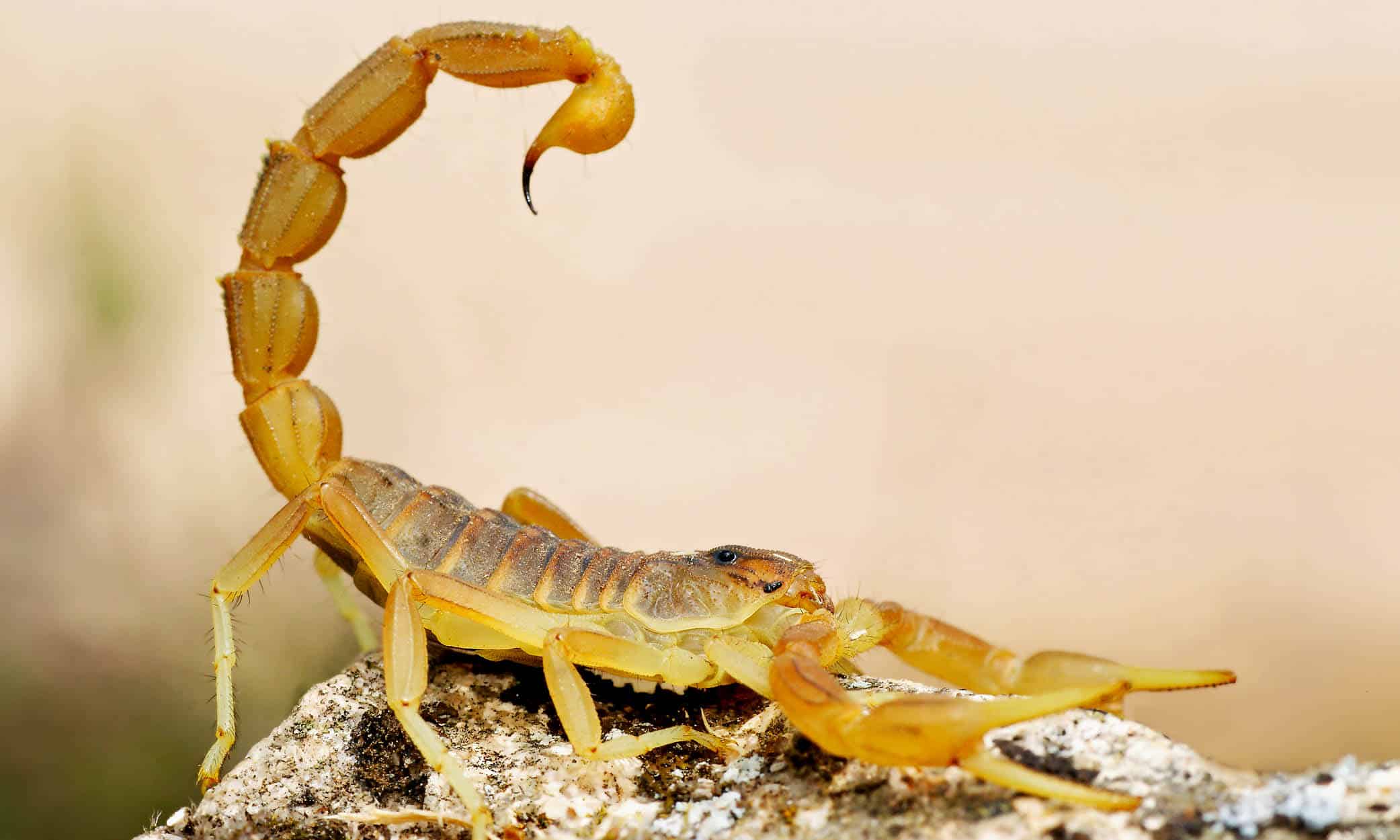 njoy costa brava dangerous animals in catalunya scorpions A scorpion in a defensive position, Catalunya